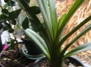 clivia variegata