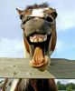Funny-Horse-Smile