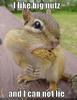 funny-pictures-of-squirrels-3