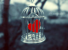 trapped_love
