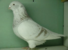 Mascul 2010