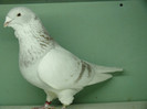 Mascul 2010