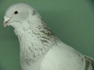 Mascul 2010