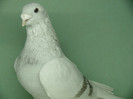 Mascul 2011