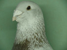 Mascul 2010