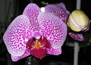 Phalaenopsis Da-chien Spider Beauty?