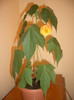 Abutilon