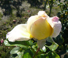 P1460575