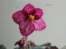 DSCN4507