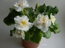 DSCN4523