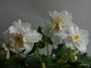 DSCN4514
