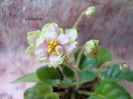 DSC03990