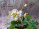 DSC03991