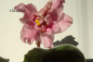 DSC03664