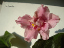 DSC03665