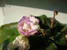 DSC03666