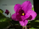 DSC03721