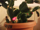 Picture 036