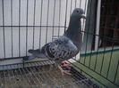 jakab sandor r hermes