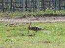 IMG_2394
