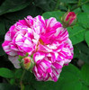 Des Jardins Belle