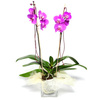 orhidee 1