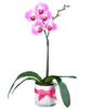 orhidee-cu-panglica-roz-343653_big