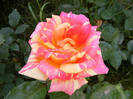 DSCF6812