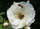 DSCF8627