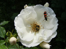 DSCF8628