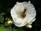 DSCF8629