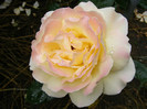 DSCF9414