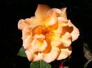 Doris Tysterman