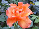 Doris Tysterman