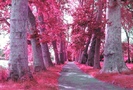 Pink-Trees-pink-color-23859329-588-400