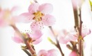 Spring_flowering_cherry_widescreen_wallpaper-300x187