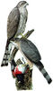 200px-Accipiter_striatusDO1908P02CA