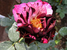 DSCF0155