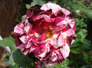 DSCF9859