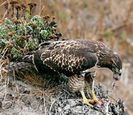 220px-Hawk_eating_prey