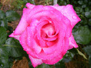 Rose Gaujard