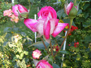 Rose Gaujard