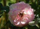Jubile du Prince de Monaco