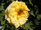 Golden Perfume