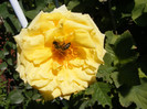 Golden Perfume