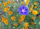 Flori de curte