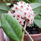 Hoya carnosa spotted leaf