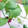 Hoya heuscheliana pink