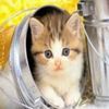 www-bancuri-us-avatare-animale-pisici-17