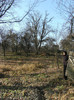 toamna la ocea nov 2011 002
